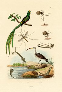 Brachvogel